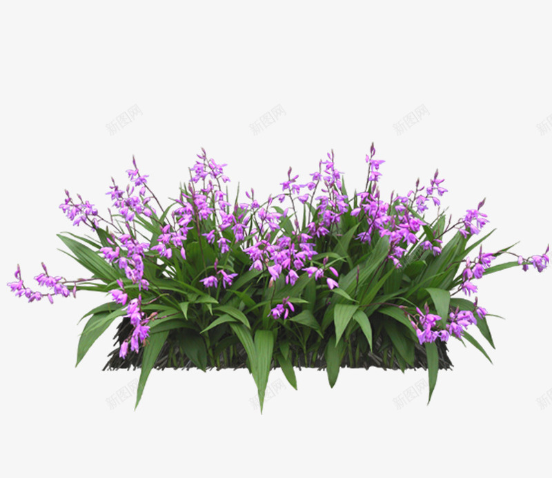 美丽花朵png免抠素材_新图网 https://ixintu.com 室内植物 小草 植物 热带植物 盆栽 盆栽植物 绿色植物 绿草 花奔 花草 鲜嫩的小草