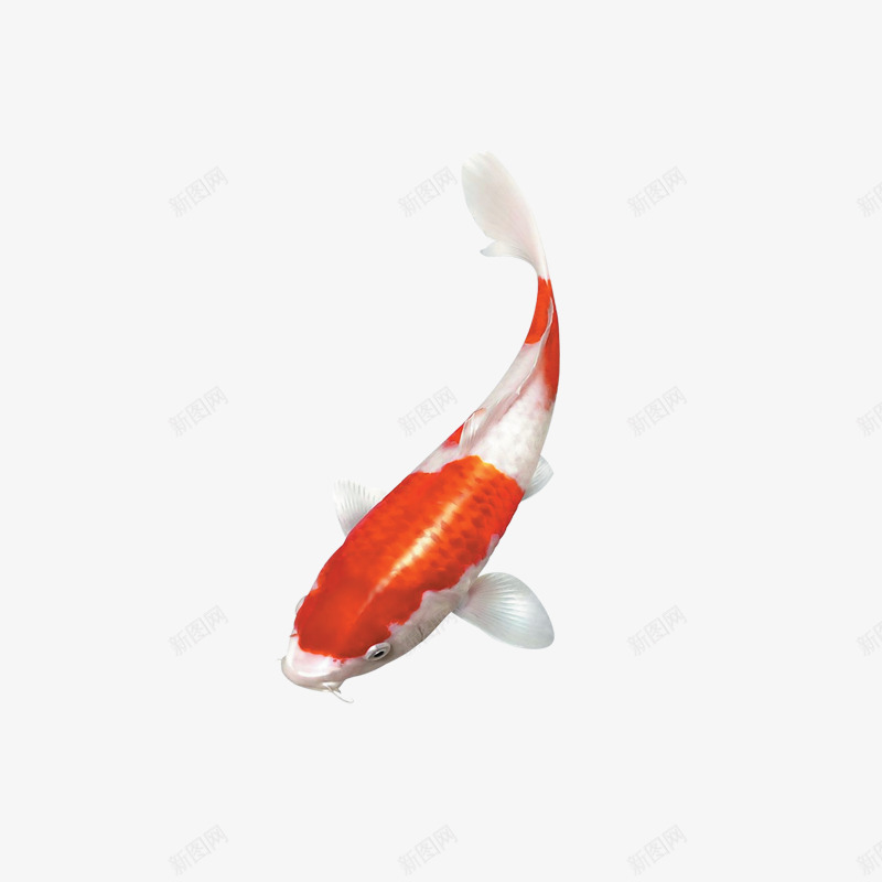 红色新年春节鲤鱼元素png免抠素材_新图网 https://ixintu.com 光泽 年年有余 新年 春节 真实 立体 红色