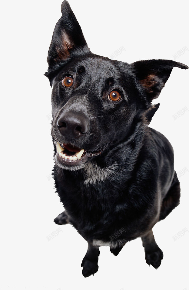 杜宾犬png免抠素材_新图网 https://ixintu.com 宠物狗狗 黑色小狗 黑色杜宾犬