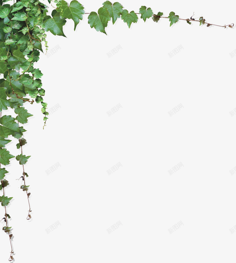 树叶png免抠素材_新图网 https://ixintu.com 树叶 爬墙虎 藤蔓