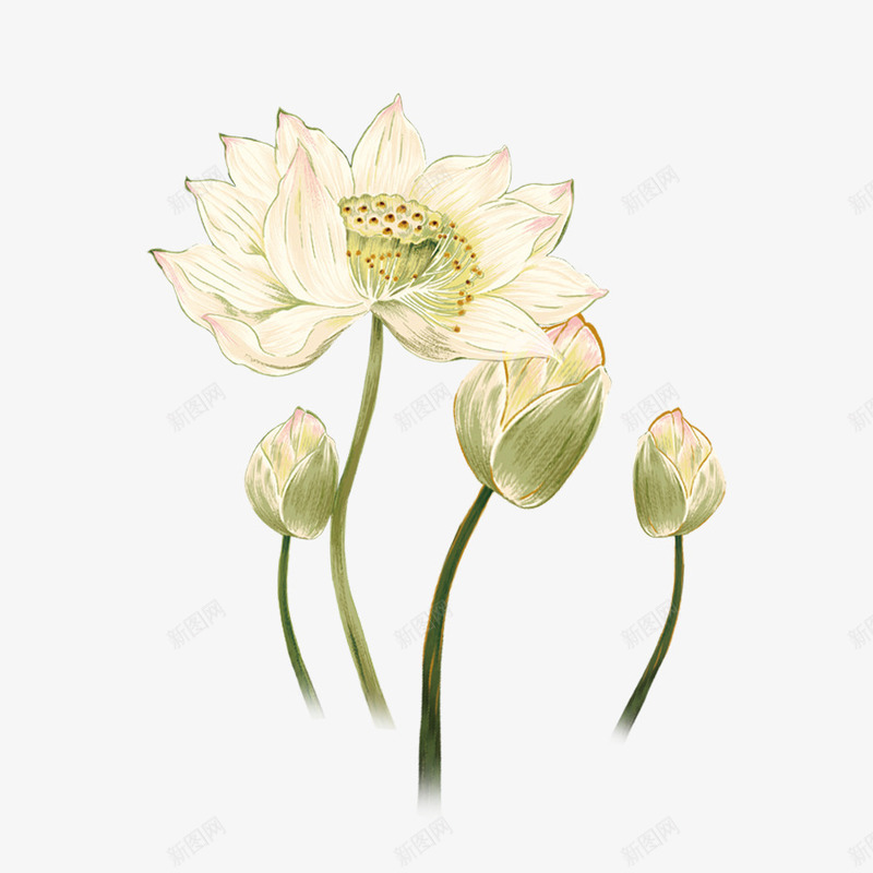 古风手绘荷花元素psd免抠素材_新图网 https://ixintu.com 元素 古风 手绘 荷花