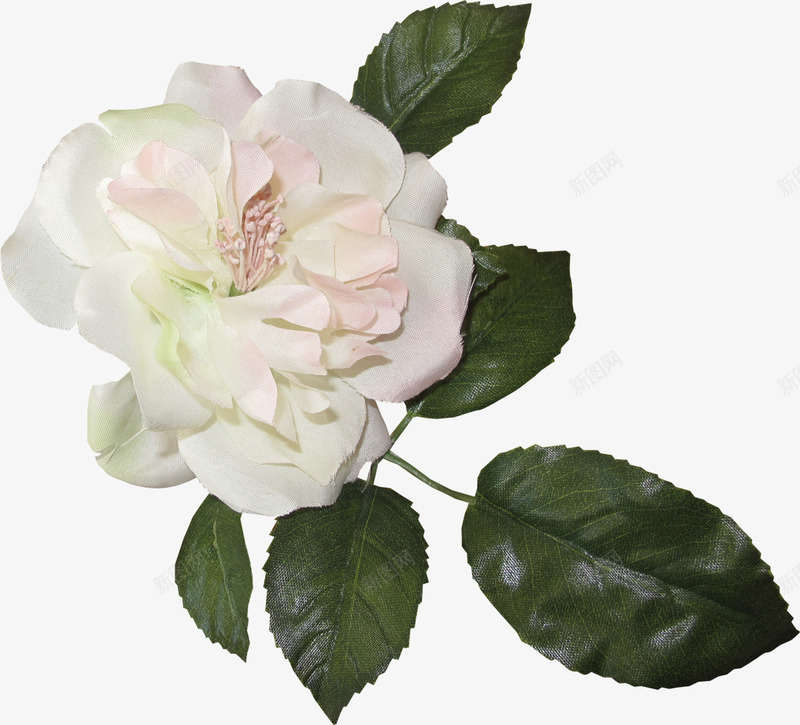 花草图案手绘装饰png免抠素材_新图网 https://ixintu.com ps花卉素材 水彩花草素材 花卉素材 花卉背景素材 花草图案