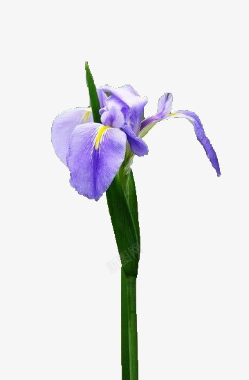 娇羞的鸢尾花png免抠素材_新图网 https://ixintu.com 植物 素材 鲜花 鸢尾花