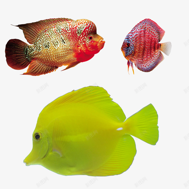 海中鱼png免抠素材_新图网 https://ixintu.com 好看的鱼 海鱼 鱼 鱼下载 鱼素材