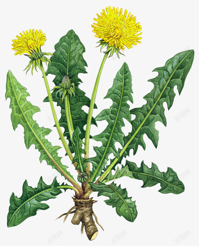 国画花草花草png免抠素材_新图网 https://ixintu.com 卡通装饰素材 唯美花卉图片 国画花草素材花草图片素材免费下载 手绘装饰 手绘装饰图片 花卉插画 花卉设计素材 装饰素材