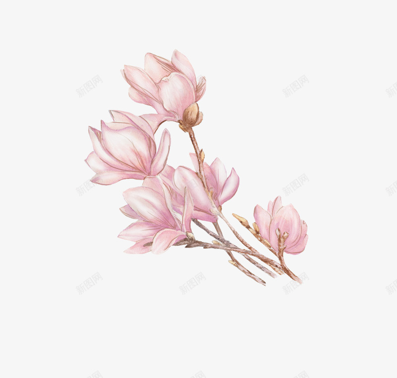 手绘白玉兰花朵png免抠素材_新图网 https://ixintu.com 彩绘粉色花朵 手绘花朵 木兰 玉兰 玉兰花 白玉兰 白玉兰图谱 粉色白玉兰