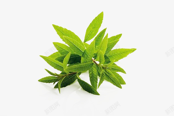 马鞭草png免抠素材_新图网 https://ixintu.com 植物 草本 草本植物 草药 马鞭草