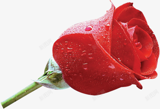 鲜艳带露珠红色玫瑰花png免抠素材_新图网 https://ixintu.com 玫瑰花 红色 露珠 鲜艳