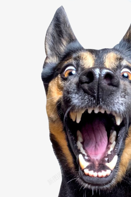 张大嘴的狗png免抠素材_新图网 https://ixintu.com 卖萌 尖牙 恶犬 狗脸 狼狗