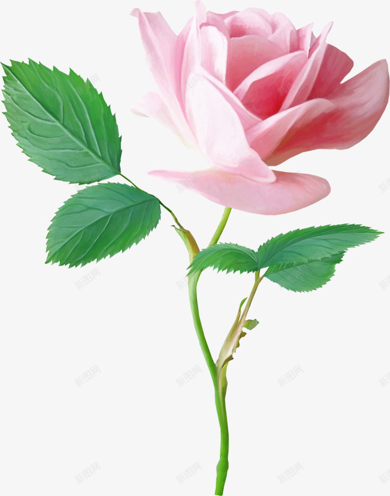 透明背景粉色玫瑰花png免抠素材_新图网 https://ixintu.com 花 花元素 花素材 花背景