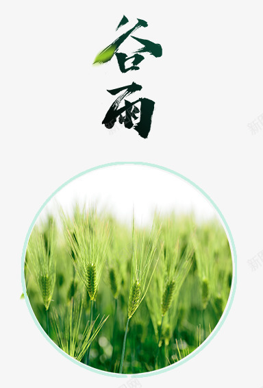 谷雨艺术字png免抠素材_新图网 https://ixintu.com PNG图片 免抠 天猫 天猫素材 广告设计 毛笔字艺术字 淘宝 淘宝素材 艺术字体下载 谷雨