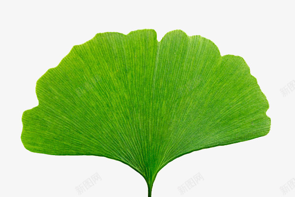 清晰的银杏叶png免抠素材_新图网 https://ixintu.com 一片 一片银杏叶 叶子 水彩 清晰 纹路 绿色 银杏叶
