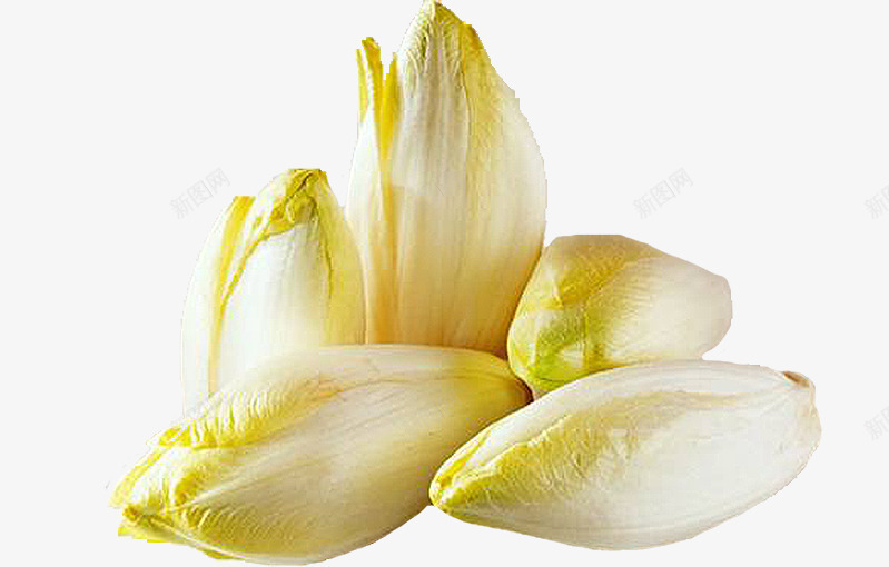 菊苣png免抠素材_新图网 https://ixintu.com 新鲜蔬菜 芽状菊苣 菊苣 野生菊苣图片 食品