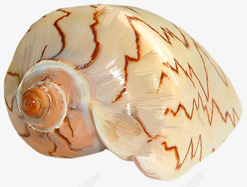 shellpng免抠素材_新图网 https://ixintu.com 产品实物 海贝 海鲜 贝壳 软体动物
