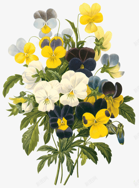 花卉图案唯美花卉png免抠素材_新图网 https://ixintu.com 手绘花卉素材 水彩花卉素材 矢量花卉素材 绿植花卉 花草画