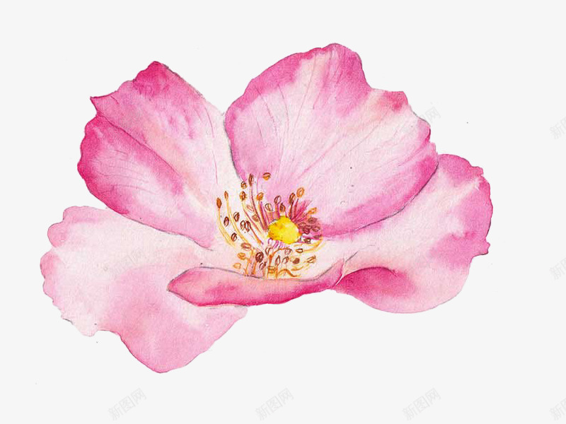 一朵粉红色的桃花png免抠素材_新图网 https://ixintu.com 彩绘 手绘 桃花 桃花节 植物 粉色 花 花朵