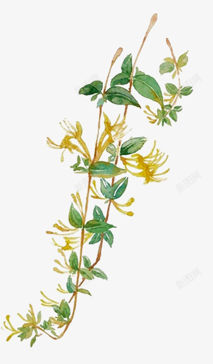 金银花png免抠素材_新图网 https://ixintu.com 植物 药材 金银花 金银花照片 降火