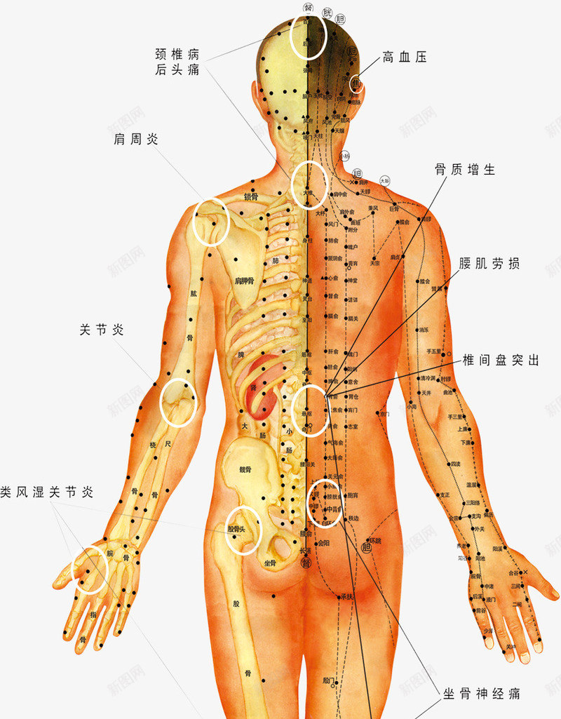 人体穴位图png免抠素材_新图网 https://ixintu.com 人体构造 穴位图 背部护理 针灸 针灸疗法