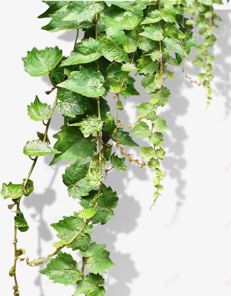爬山虎绿色png免抠素材_新图网 https://ixintu.com 植物 爬山虎