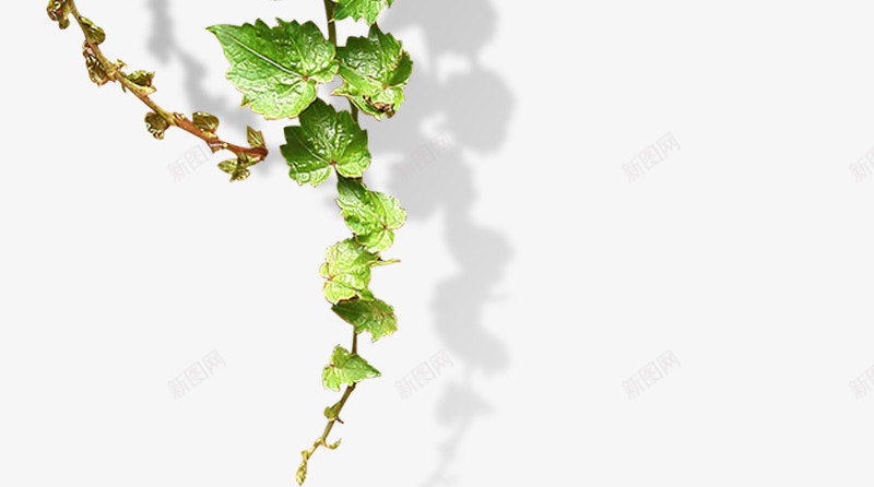爬山虎绿色png免抠素材_新图网 https://ixintu.com 植物 爬山虎