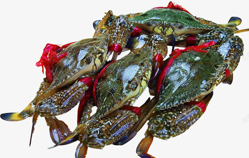 海鲜螃蟹png免抠素材_新图网 https://ixintu.com 海产品 海洋生物 海蟹 海鲜 花蟹 螃蟹 螃蟹梭子蟹 食材 餐饮美食