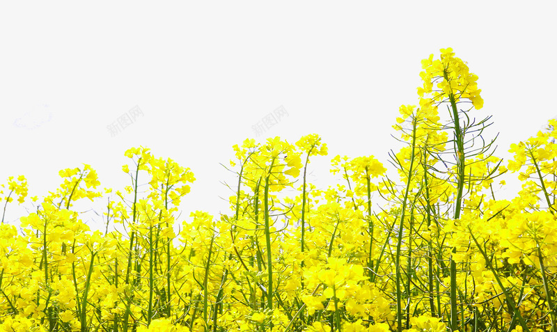 黄色菜花油菜花开psd免抠素材_新图网 https://ixintu.com 油菜花开 花朵 菜花 装饰 鲜花 黄色 黄色菜花油菜花开