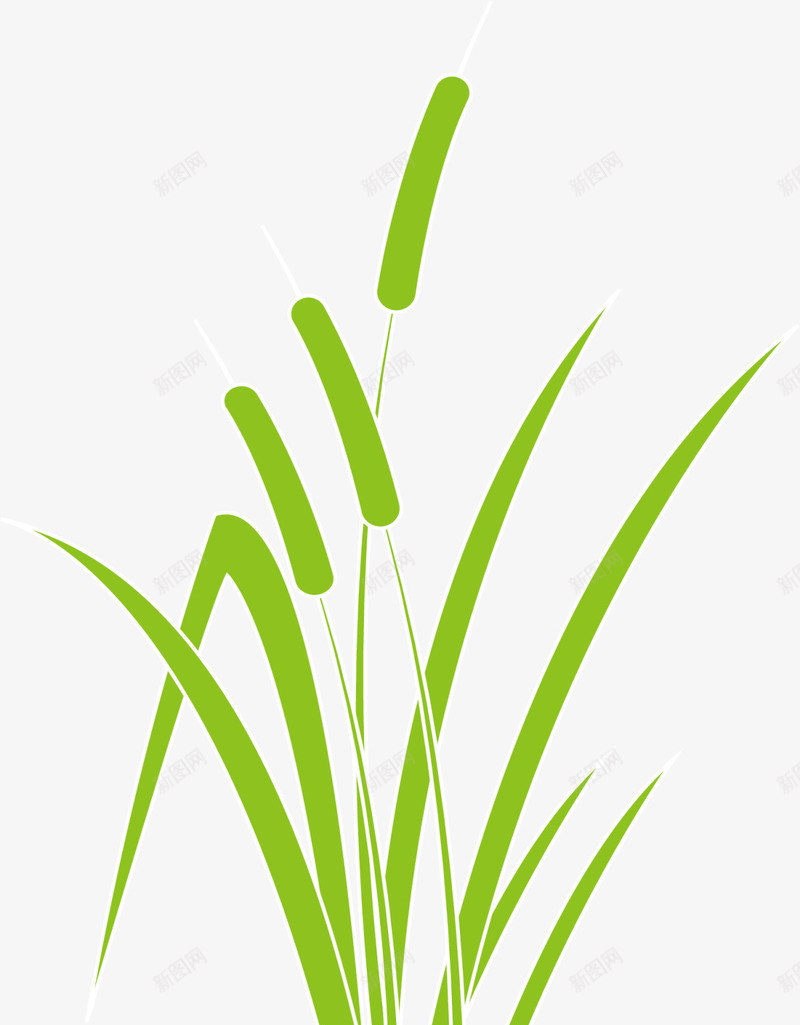 绿色春季芦苇植物png免抠素材_新图网 https://ixintu.com 小草 春天 春季 春日 杂草 植物 自然 芦苇