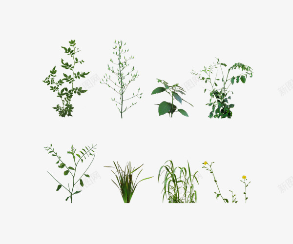 绿色植物兰花草芦苇png免抠素材_新图网 https://ixintu.com 兰花草 实物 植物 狗尾巴草 狗尾草 绿色 自然 芦苇