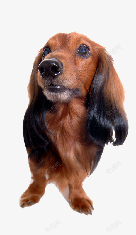 宠物狗png免抠素材_新图网 https://ixintu.com 宠物狗狗 家犬 褐色小狗 长耳朵的小狗