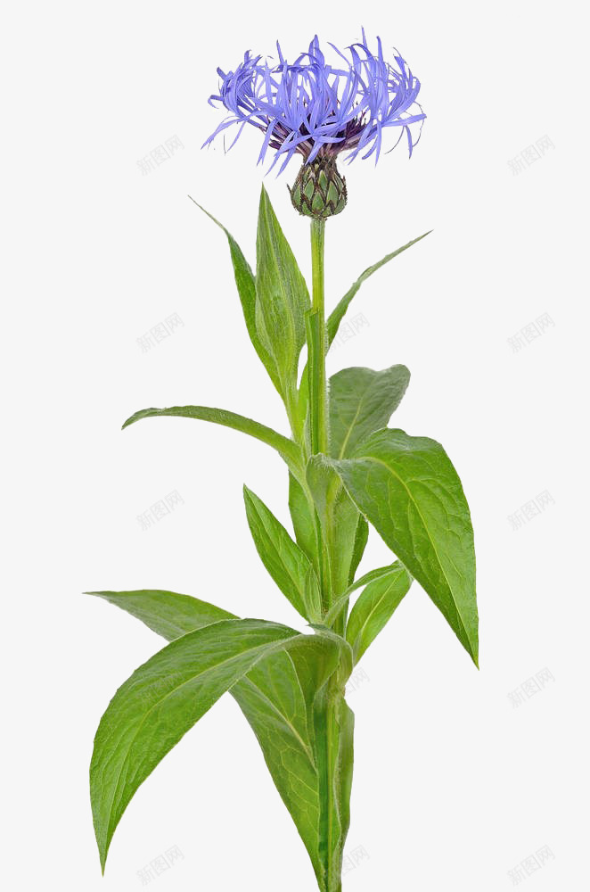 矢车菊摄影png免抠素材_新图网 https://ixintu.com 免抠 实物 摄影 植物 生物世界 矢车菊 自然 花卉 花草 草本