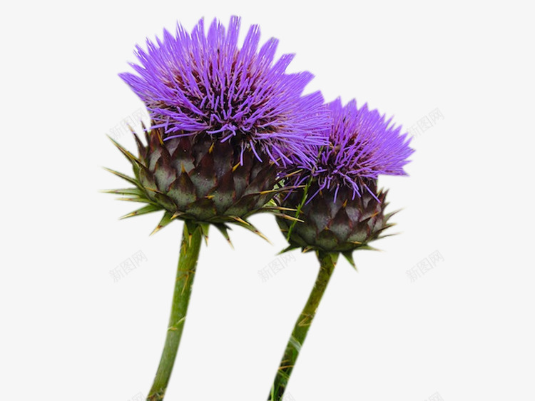 两株奶蓟草花苞png免抠素材_新图网 https://ixintu.com 两珠 奶蓟草 植物 花苞 花草