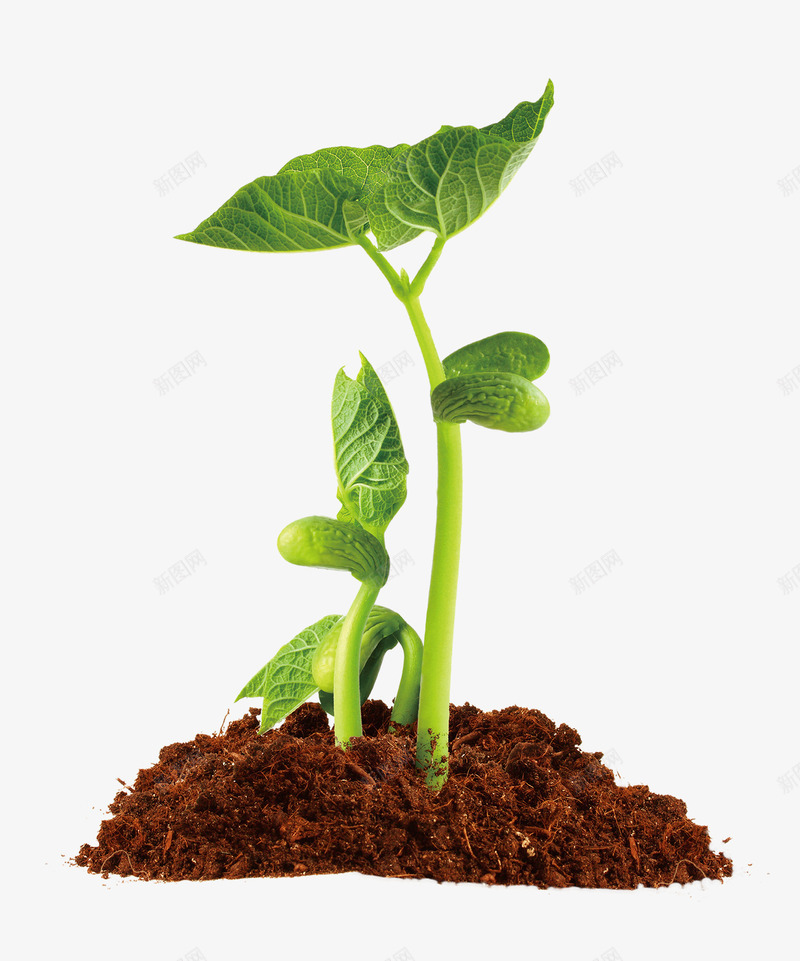 发芽png免抠素材_新图网 https://ixintu.com 发芽 植物 泥土 豆子发芽