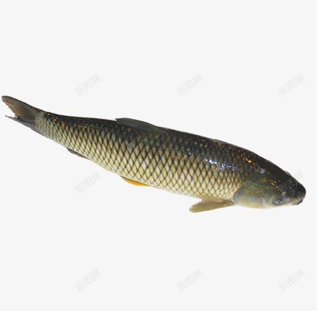 草鱼png免抠素材_新图网 https://ixintu.com 摄影图 海洋生物 海鲜 鱼海鱼
