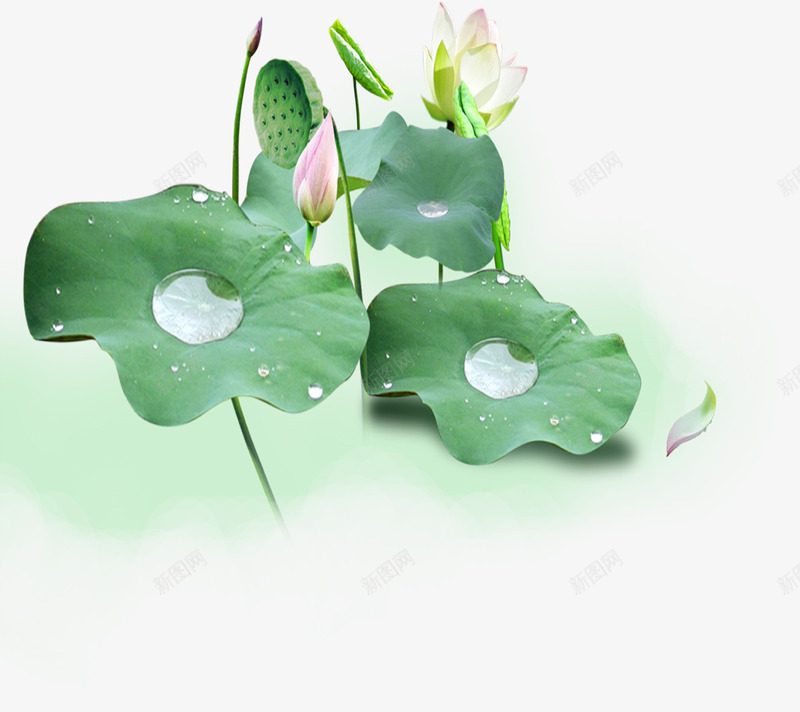 荷叶露珠意境荷花传统佛教png免抠素材_新图网 https://ixintu.com 传统 佛教 意境 竹子荷花荷叶满池塘 荷叶 荷花 露珠