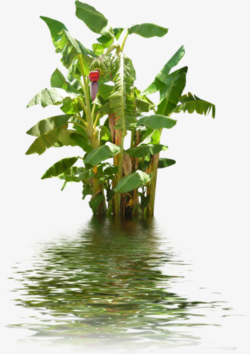水波纹风景png免抠素材_新图网 https://ixintu.com 植物 水面 波纹 花朵