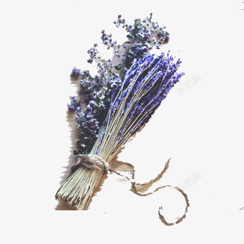 薰衣草小花束png免抠素材_新图网 https://ixintu.com 优雅 安眠 花束 草类