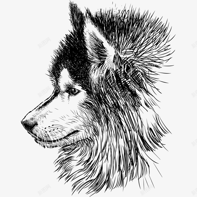 素描小狗png免抠素材_新图网 https://ixintu.com 哈士奇 小狗 手绘哈士奇 狗 狗狗 素描