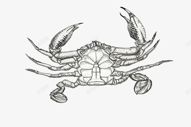 手绘海蟹png免抠素材_新图网 https://ixintu.com 大海蟹 小海蟹 海蟹 海鲜 生物世界 螃蟹 蟹 鱼类 黑白色