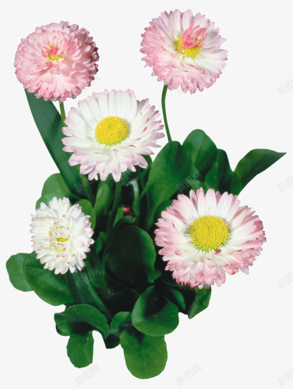 卡通装饰水彩花卉png免抠素材_新图网 https://ixintu.com 矢量花卉 矢量花卉素材 花卉图案 花卉画 花卉矢量素材 花草图案 装饰卡通