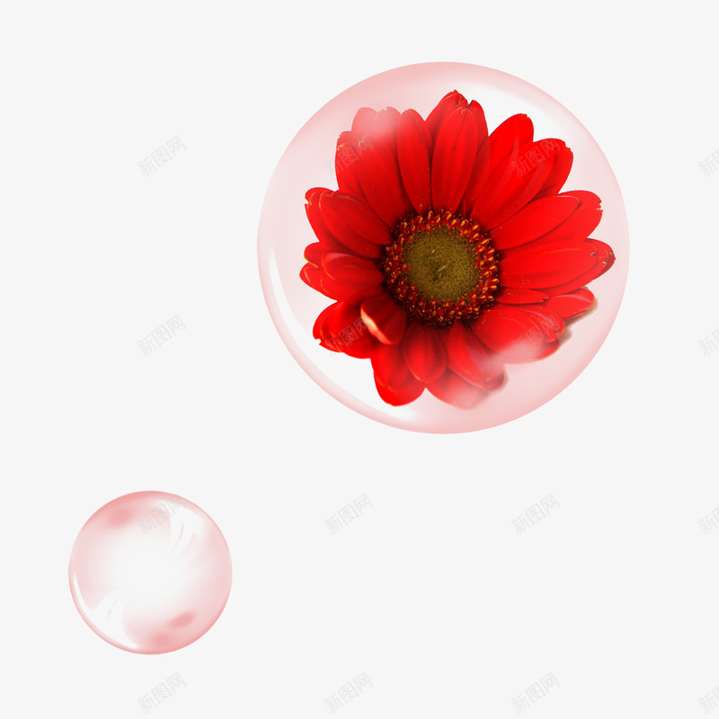 泡泡里的菊花png免抠素材_新图网 https://ixintu.com 水泡 泡泡 泡泡里的菊花 波斯菊 粉红色泡泡 粉色泡泡 红色 红色花朵 红菊花 花 菊花图案 装饰图案