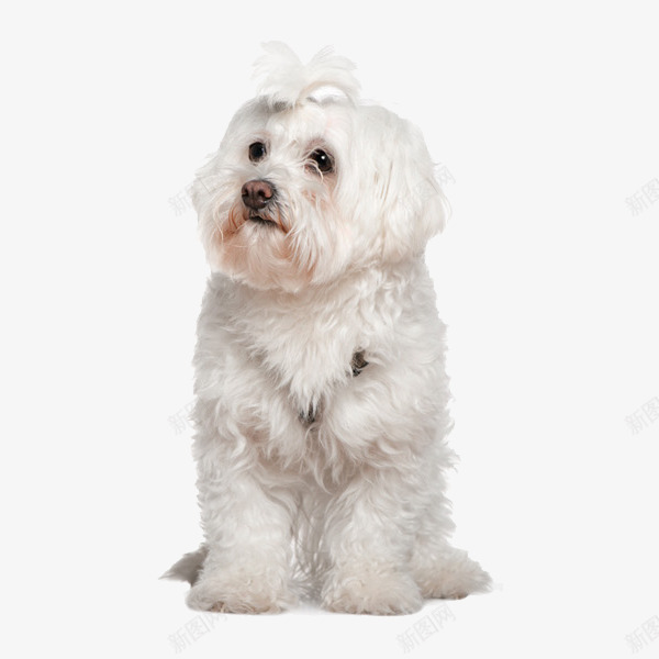 蹲着的小狗png免抠素材_新图网 https://ixintu.com 宠物犬 小狗 狗狗 白色