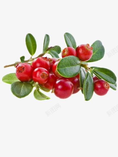 蔓越莓png免抠素材_新图网 https://ixintu.com 小红莓 果树枝 树叶 梅子 植物 红果子 蔓越梅