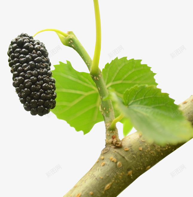 树上桑葚png免抠素材_新图网 https://ixintu.com 桑叶 桑葚 水果 紫色桑葚 美味桑葚 高清