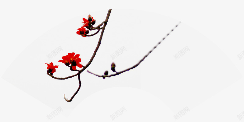 实物扇面木棉花png免抠素材_新图网 https://ixintu.com 实物花朵 富贵的 木棉花 木棉花手绘 木棉花树 漂亮的 红色的 装饰花朵