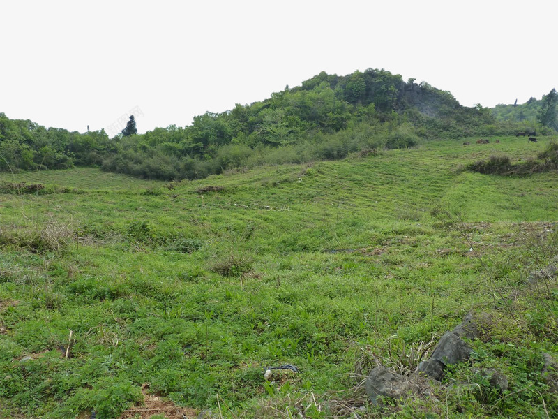 野草丛生png免抠素材_新图网 https://ixintu.com 摄影 林业 林地 树木 树林 森林 植物 绿色 自然 野草