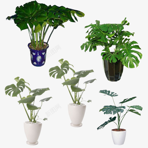批发龟背竹png免抠素材_新图网 https://ixintu.com 净化环境 天然 室内种植 植物 盆栽 观赏 阔叶 龟背竹