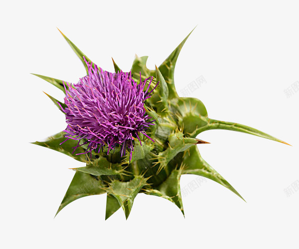 一朵奶蓟草植物png免抠素材_新图网 https://ixintu.com 一朵 奶蓟草 植物 花卉 花草