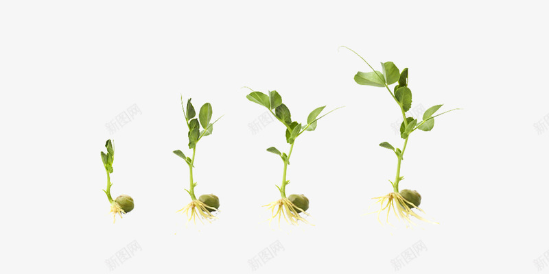 菜牙发芽变化图png免抠素材_新图网 https://ixintu.com 健康 健康饮食 关爱环境 烹饪 爱护 生命 绿色环境 菜牙 菜苗
