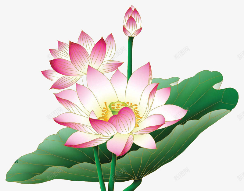 卡通莲花荷叶荷花png免抠素材_新图网 https://ixintu.com 植物 美丽 花朵 莲花 莲花湖泊背景图片