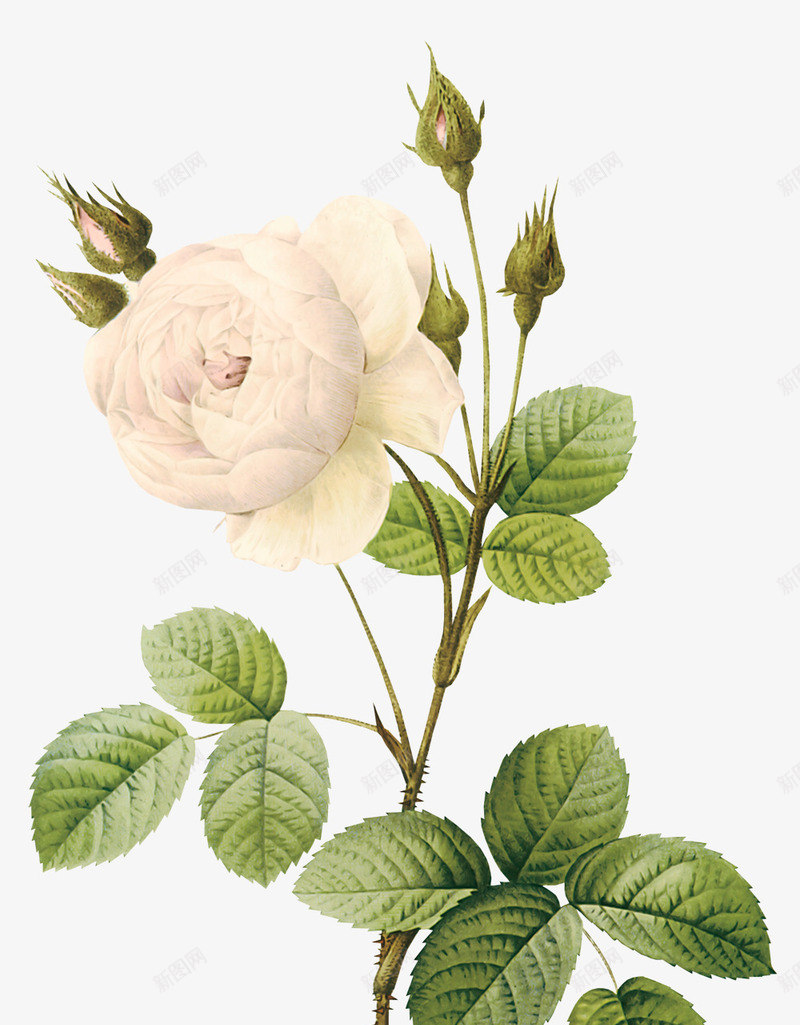 白玫瑰png免抠素材_新图网 https://ixintu.com 手绘 玫瑰 白玫瑰 花朵 花束